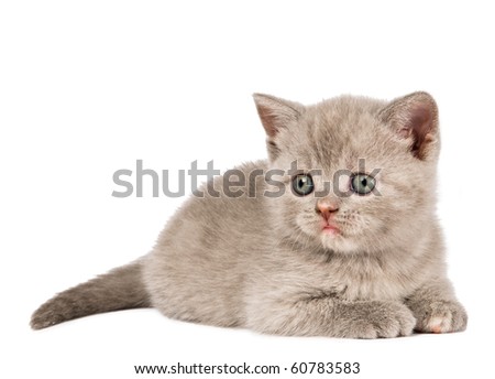 One lying British short-hair kitten cat of blue shade isolated