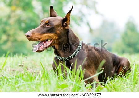Lying purebred brown Doberman pinscher with open mouth outdoors