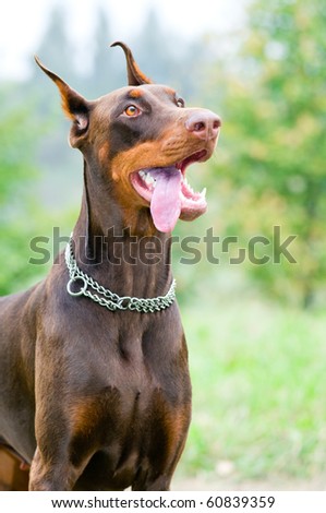 Close-up portrait of happy purebred brown Doberman pinscher with open mouth outdoors