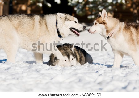 siberian huskies puppies in snow. stock photo : three siberian