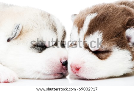 Close-up muzzles of little sleeping Siberian husky puppy dogs