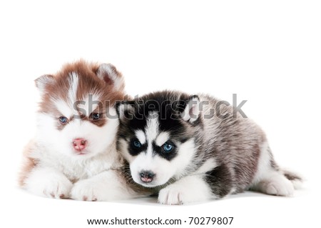 cute husky puppies wallpaper. white of a husky red husky