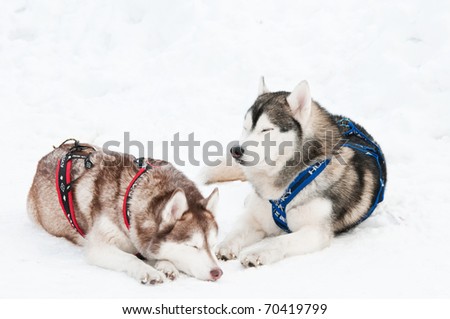 two tired siberian husky sled dog with harness in winter