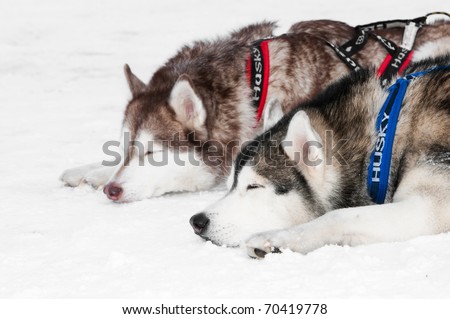 two tired siberian husky sled dog with draught in winter