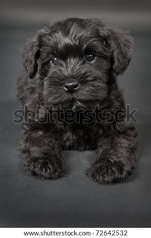 one  black little cute puppy of zwergschnauzer dog