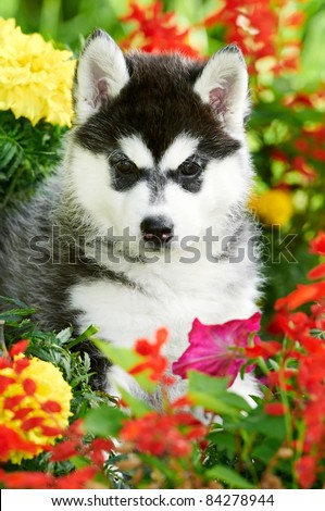 Small Husky Dog