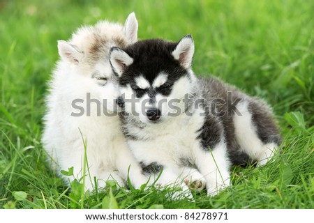 two little sleeping puppy of Siberian husky dog of one month on green grass