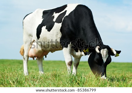 White milch cow with black spots grazing on green grass pasture over blue sky