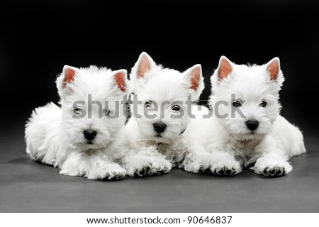 three puppies West HighlWest Highland White Terrier on black background