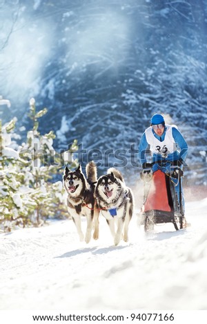 Sled dog racing ? musher dogteam driver and Siberian husky at snow winter competition race in forest