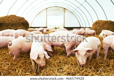 Herd of young piglet at pig breeding farm