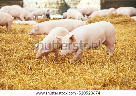 young piglet on hay at pig farm