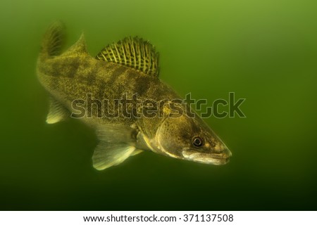 Zander (Sander lucioperca) under the water. Carnivorous fish with marked fins. captured under water. Green background - down darker than up.