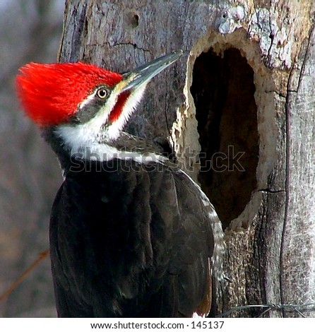 Red Pileated Woodpecker