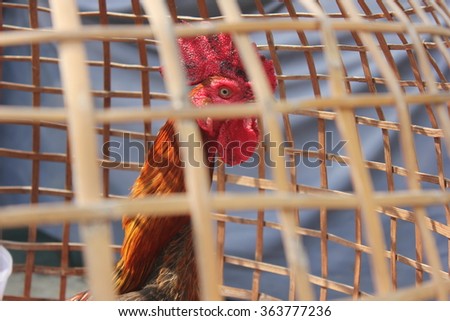 Fighting Chicken in the cage