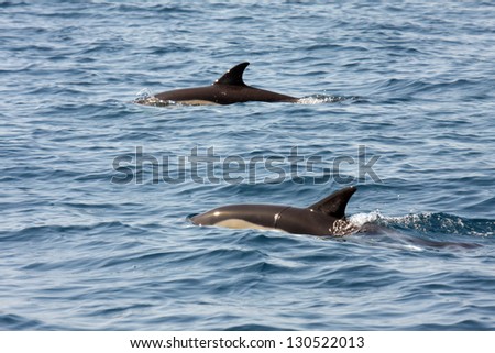 beautiful dolphins in the ocean, nature photo
