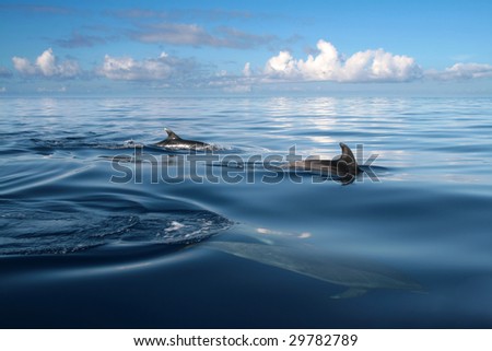 beautiful dolphins in the ocean, nature photo