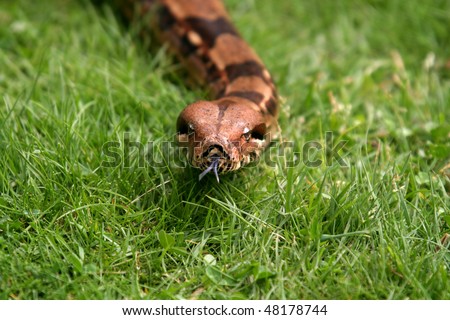 Boa Constrictor Snake, Nature Animal Photo - 48178744 :