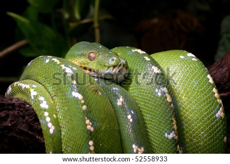 Green snake curled up on a branch, nature animal photo