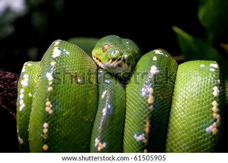 Green snake curled up on a branch, nature animal photo