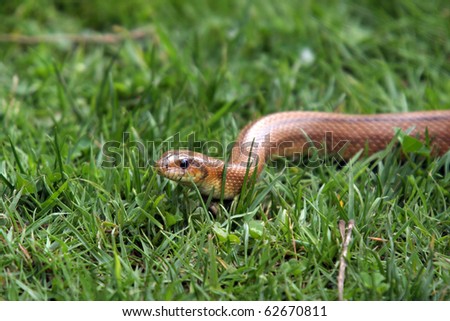 Boa Constrictor Snake, Nature Animal Photo - 62670811 :