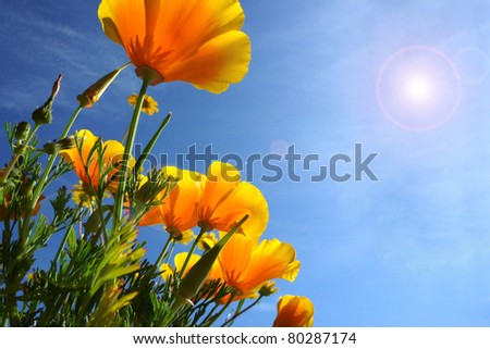 beautiful tulips, beautiful flowers, nature photo, with sun flare