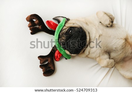 Cute pug dog in Christmas elk horns