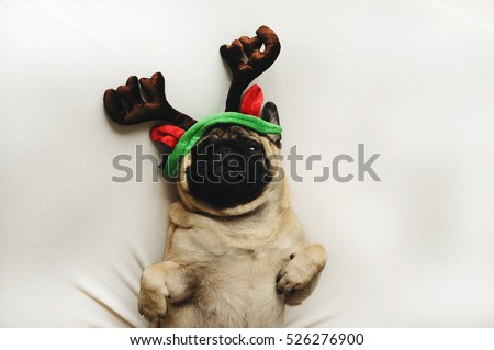 Pug dog in Christmas costume lying on white