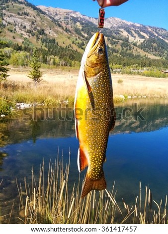 Fine spotted Cutthroat trout fishing near Jackson Wyoming and Grand Teton national park.