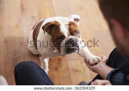 Bulldog playing with owner