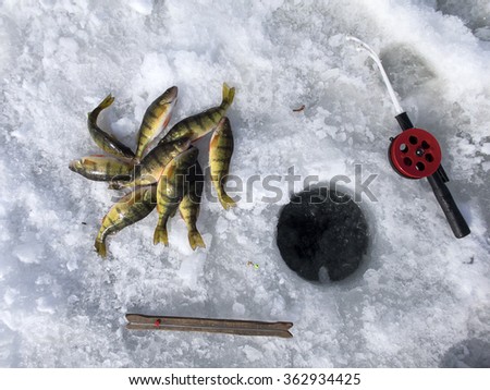 Ice Fishing, Equipment And Catch Of Yellow Perches - Stock Image ...