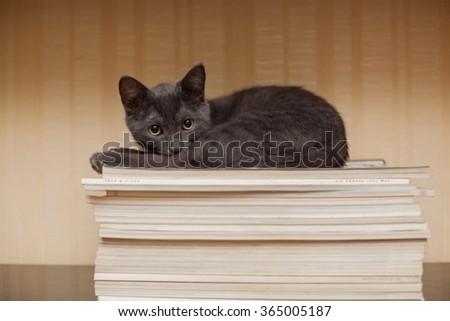 Gray kitten lying on a stack of magazines
