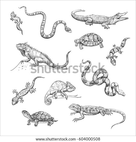 Isolated sketch on white background. Reptiles. Hand drawings of snakes, turtles, iguanas, crocodiles, geckos
