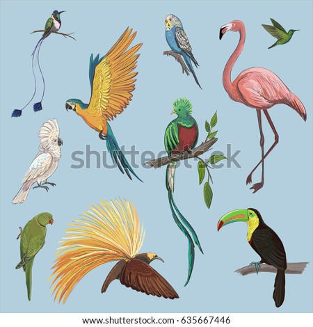 Vector color set of beautiful exotic birds. Birds of the Amazon rainforest, parrots, flamingos, hummingbirds, a bird of paradise.