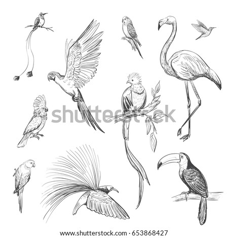 Vector set of sketches of beautiful exotic birds. Birds of the Amazon rain forest, parrots, flamingos, hummingbirds, a bird of paradise.