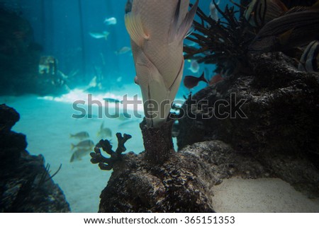 Tropical fish with nose and mouth inside of a sponge