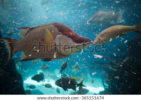 Tropical fish eating shrimp and chum during a feeding at the aqu