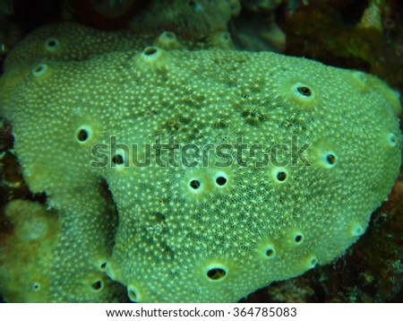marine sponge