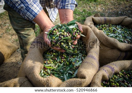 Agriculturist keeps in his hands some of the harvested fresh olives for olive oil production, over the sacks in a field in Crete, Greece
