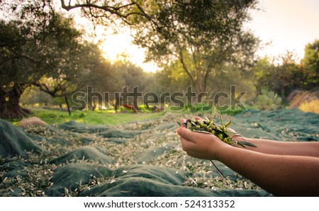 Woman keeps some of the harvested fresh olives in a field in Crete, Greece for olive oil production, using green nets, at sunset.