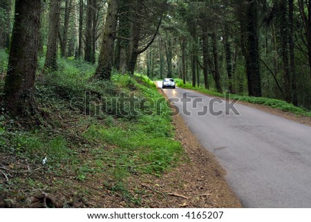 car in the road in the magic forest