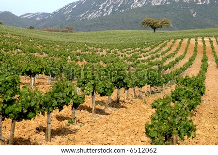 vineyard in Arrabida - Portugal