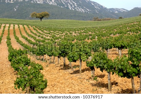 vineyard in Arrabida mountain - Portugal