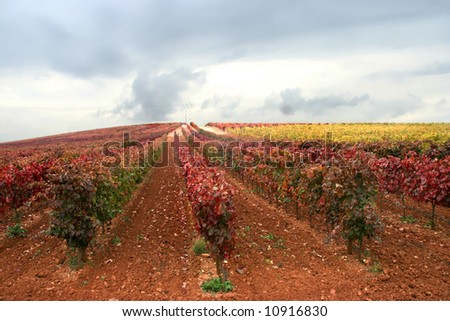 vineyard in Alentejo - Portugal