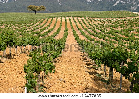vineyard in Arrabida, Portugal