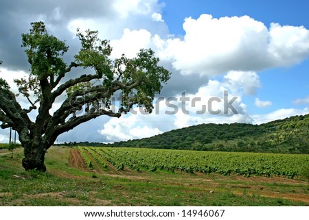 big old tree and vineyard in alentejo (portugal) in cloudy day