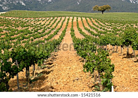 vineyard in Arrabida, Portugal