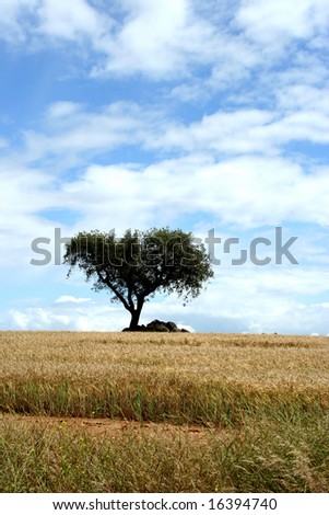 lonely tree in alentejo - portugal - zen landscape