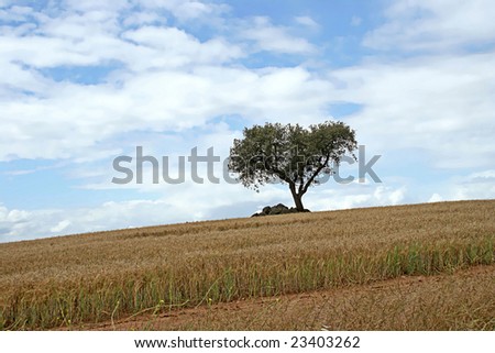 zen landscape in cereal field with a solitaire tree