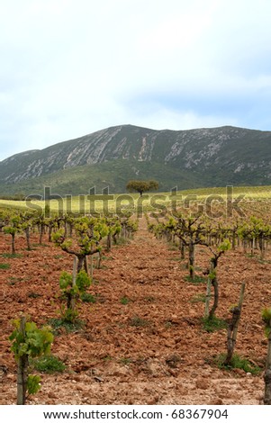 vineyard in Arrabida in Portugal